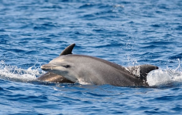 Spotting dolphins while boating in Shell Island