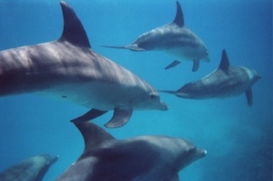 Bottlenose Dolphins in Destin