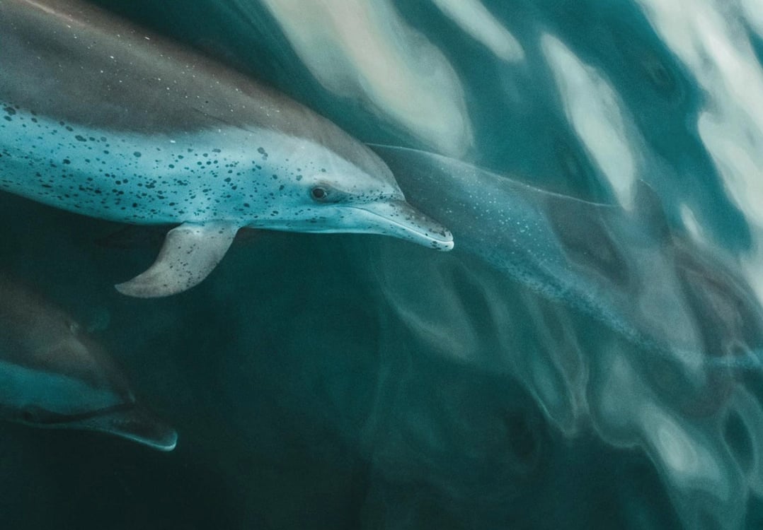atlantic spotted dolphins destin fl