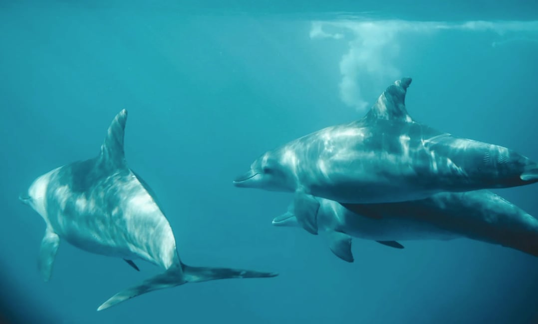bottlenose dolphins in destin fl
