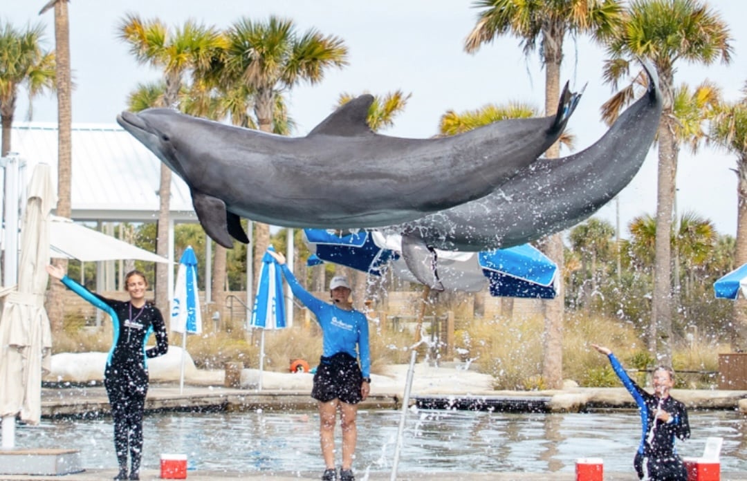 dolphins jumping at gulfarium marine adventure park